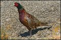 _0SB4293 ring-necked pheasant